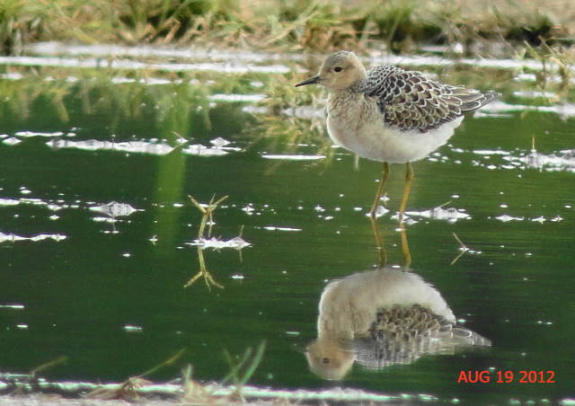 Buff-breasted Sandpiper