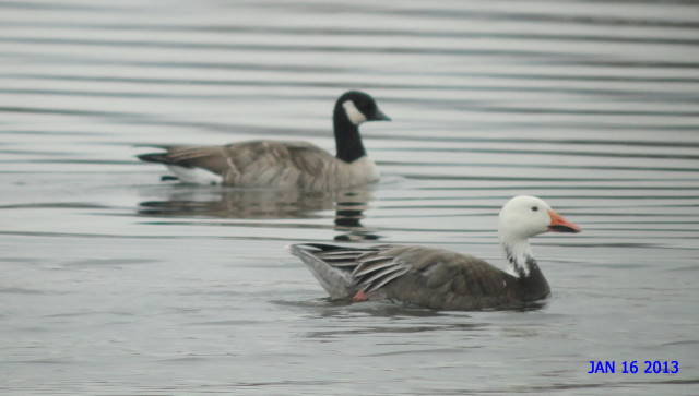 Cackling Goose