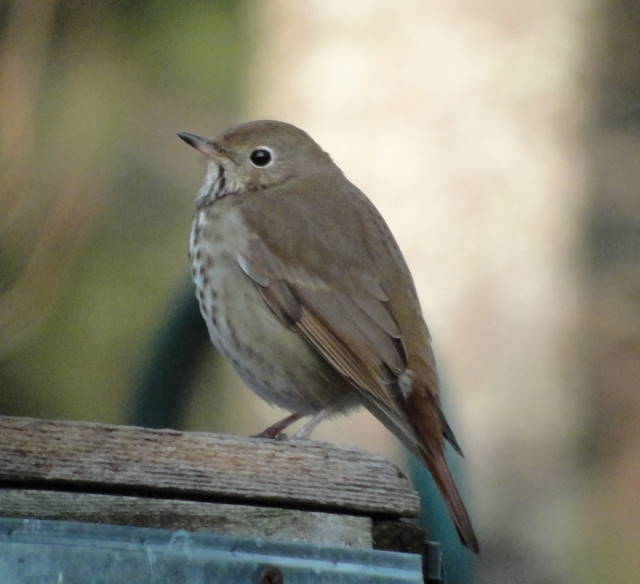 Hermit Thrush