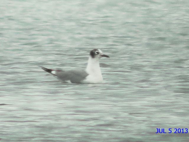 Franklin's Gull