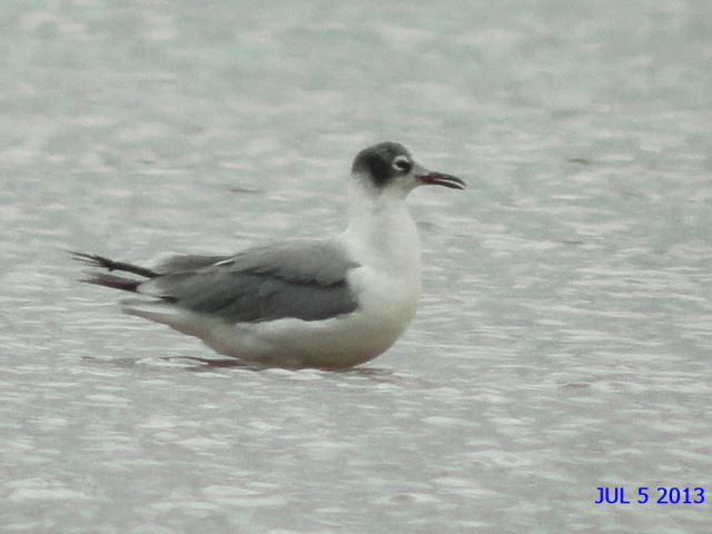 Franklin's Gull