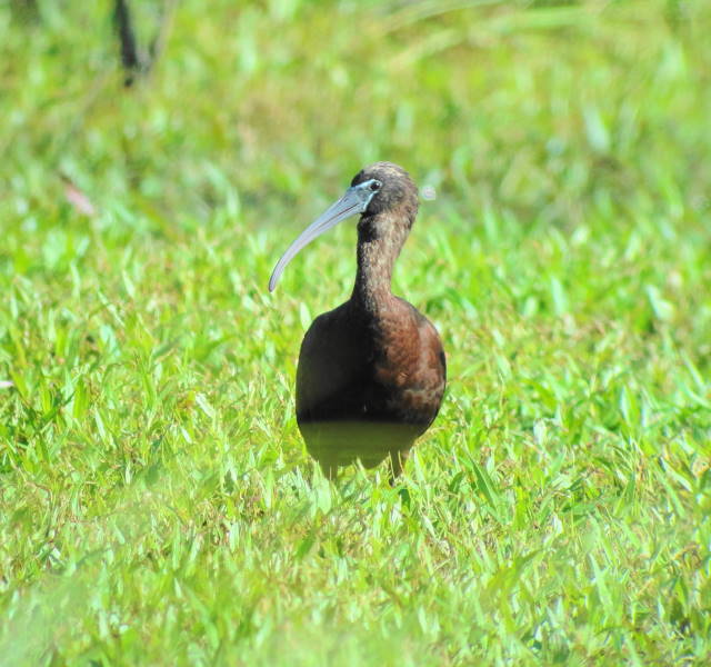Glossy Ibis
