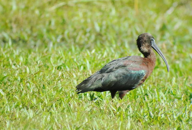 Glossy Ibis