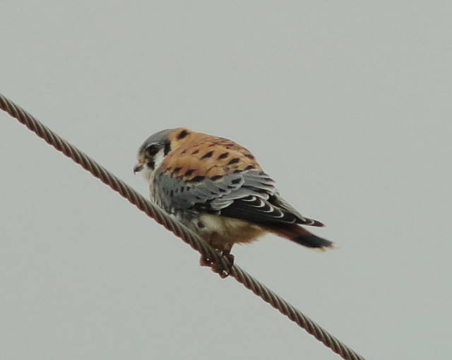 American Kestrel