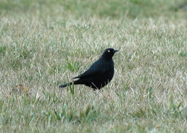 Brewer's Blackbird