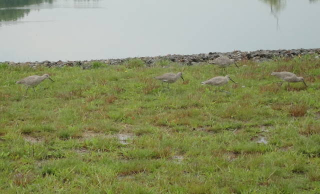 Willet