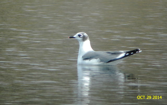 Franklin's Gull