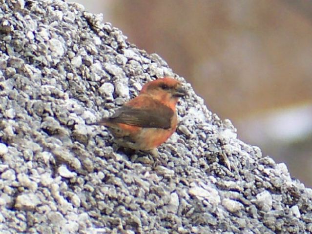 Red Crossbills