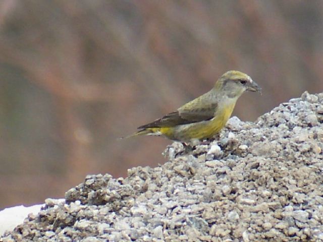 Red Crossbills