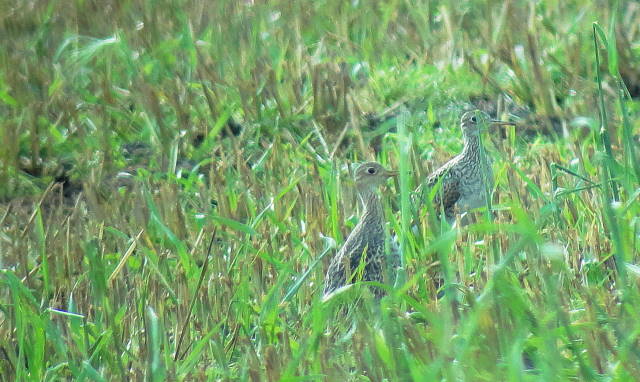 Upland Sandpipers