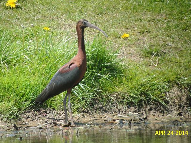 Glossy Ibis