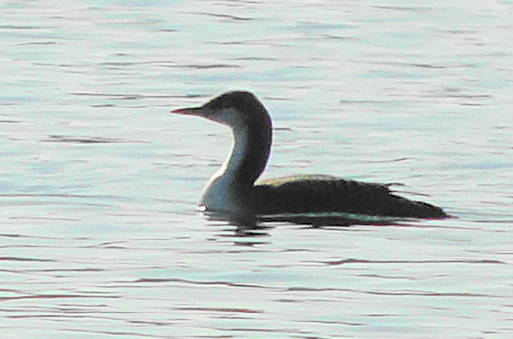 Pacific Loon