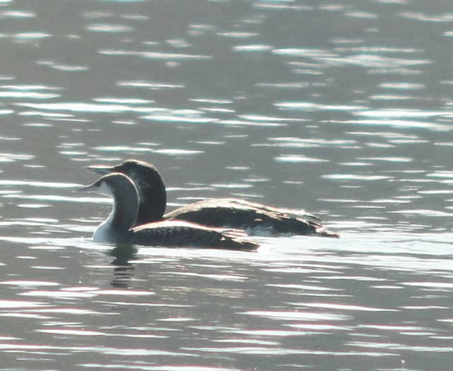 Pacific Loon
