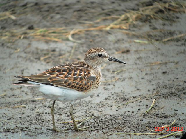 Least Sandpiper