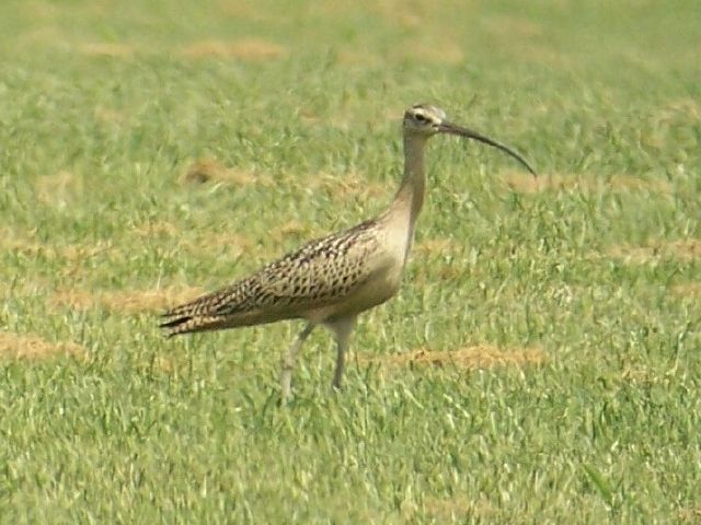 Long-billed Curlew