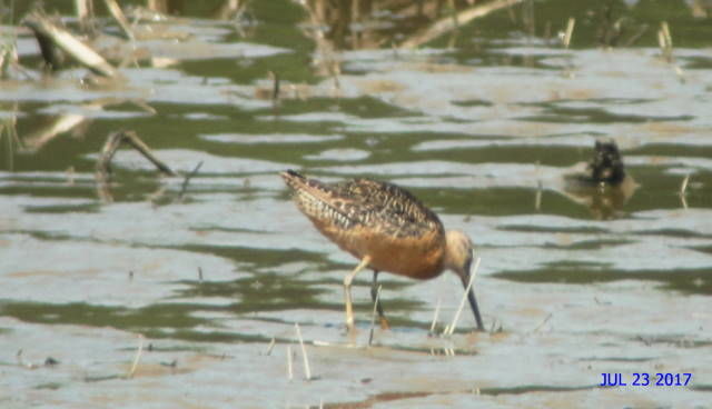 Long-billed Dowitcher