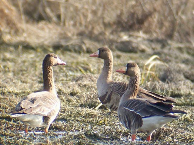 Greater White-fronted Geese