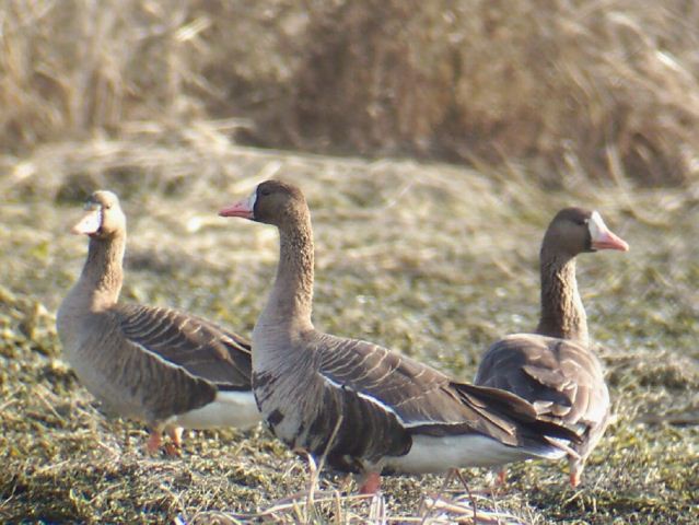 Greater White-fronted Geese
