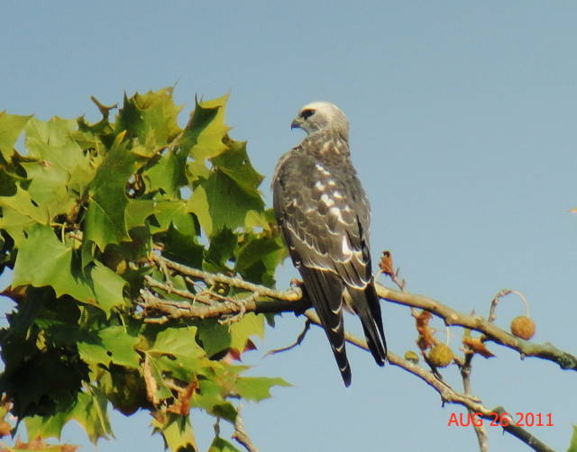 Mississippi Kite