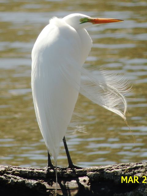 Great Egret