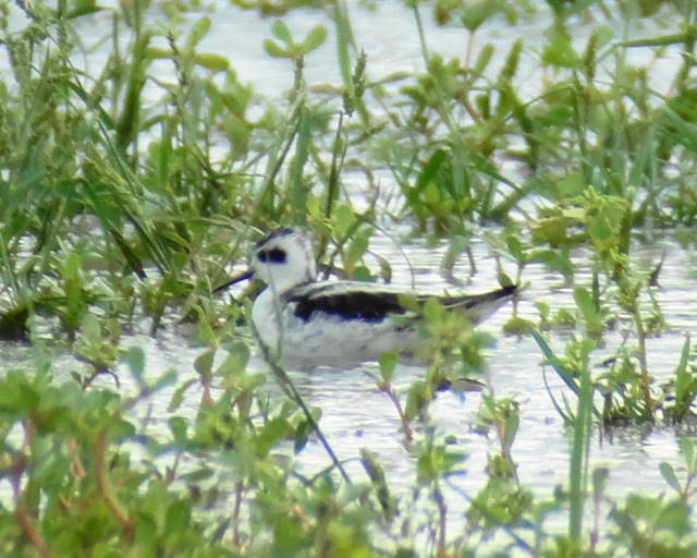 Red-necked Phalarope