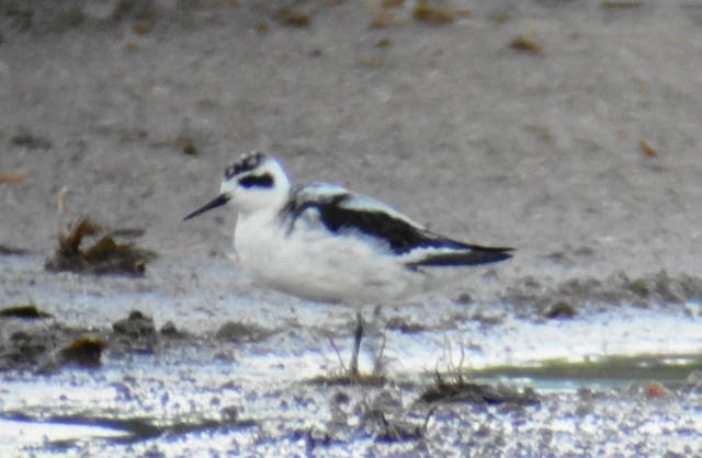 Red-necked Phalarope