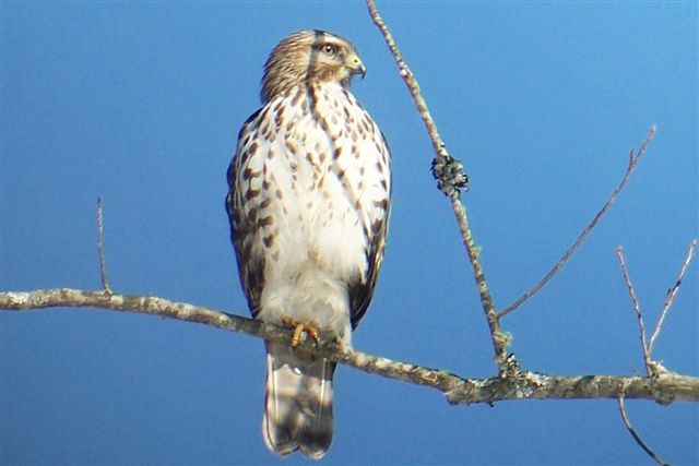 red shouldered hawk red shouldered hawk