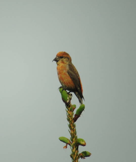 Red Crossbill