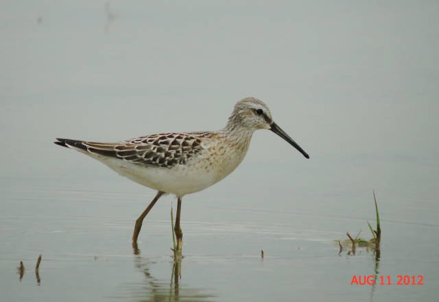Stilt Sandpiper
