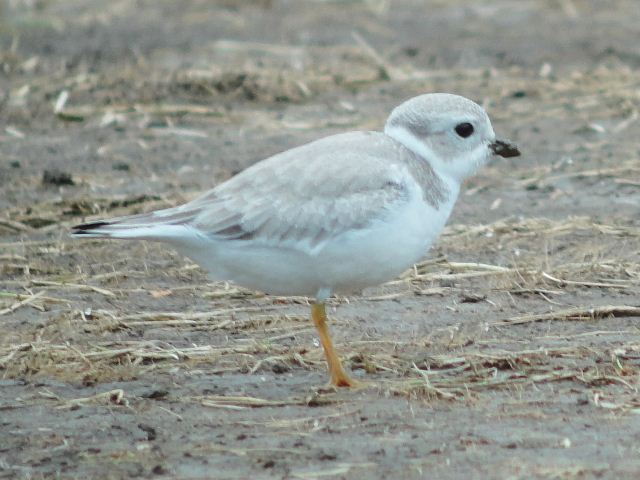 Piping Plover