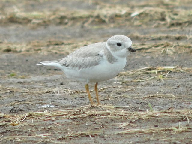 Piping Plover