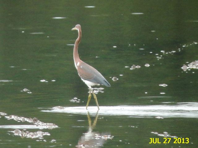 Tricolored Heron