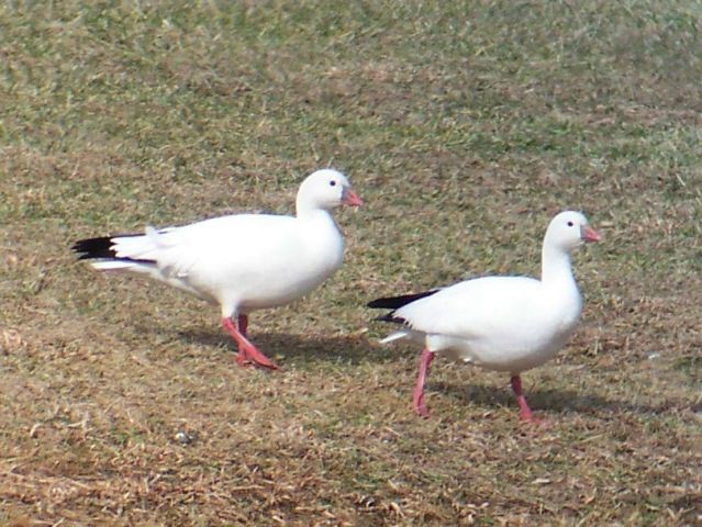 Ross's Geese