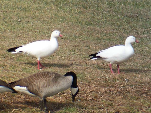 Ross's Geese