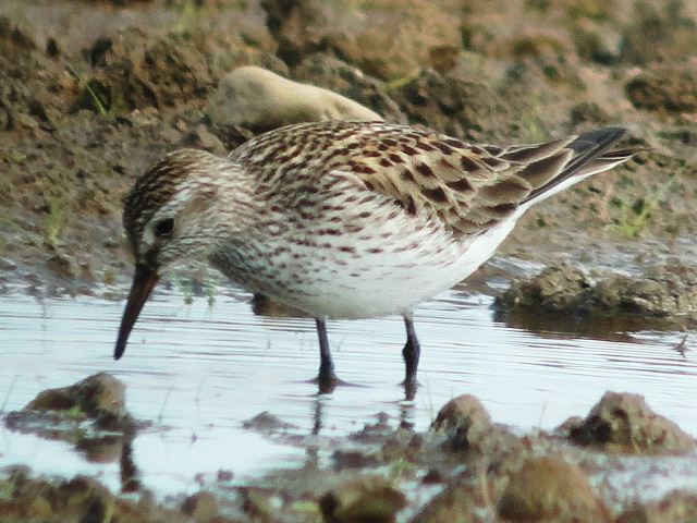 White-rumped Sandpiper