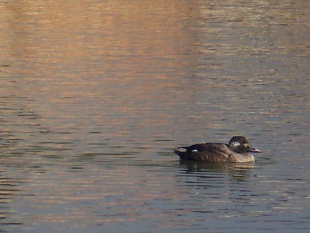 White-winged Scoter