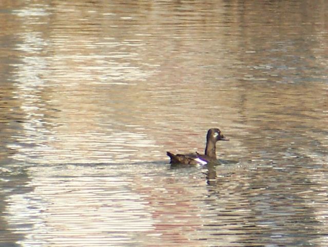 White-winged Scoter