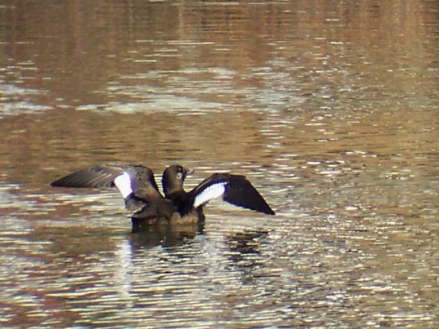White-winged Scoter