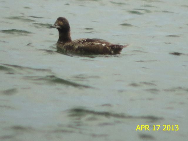 White-winged Scoter