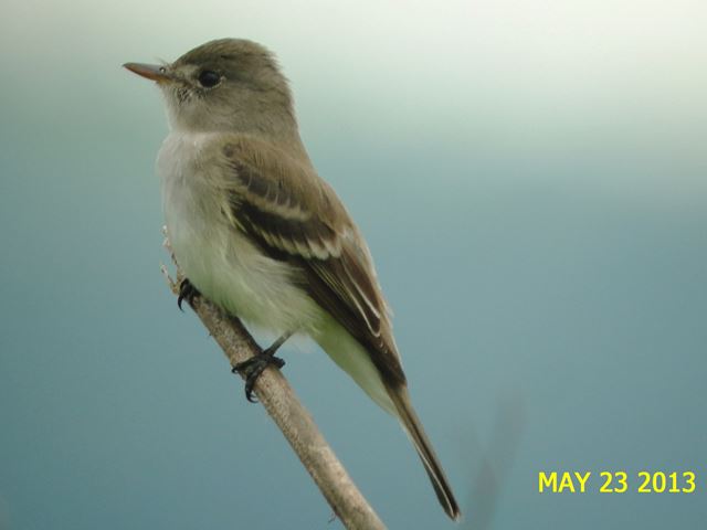 Willow Flycatcher