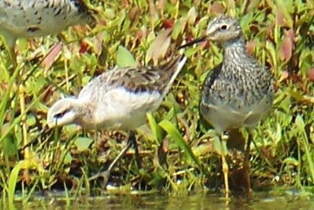 Wilson's Phalarope
