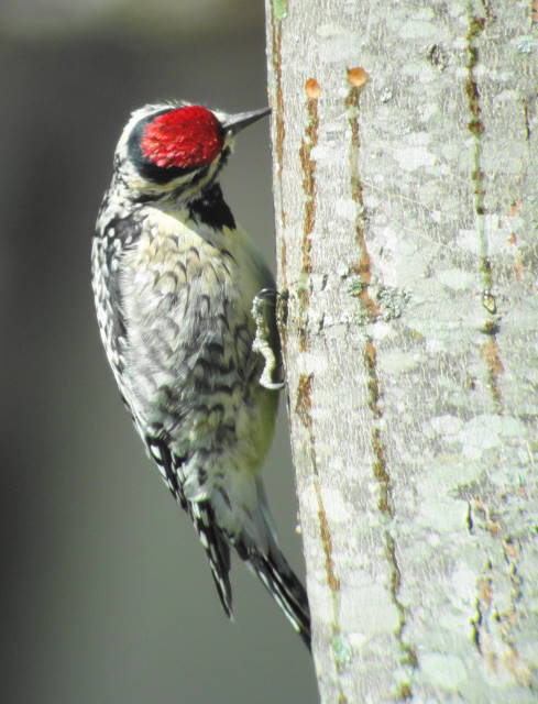 Yellow-bellied Sapsucker