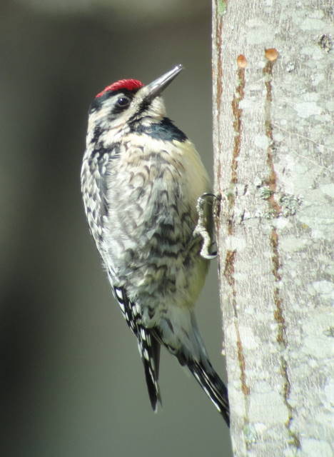 Yellow-bellied Sapsucker