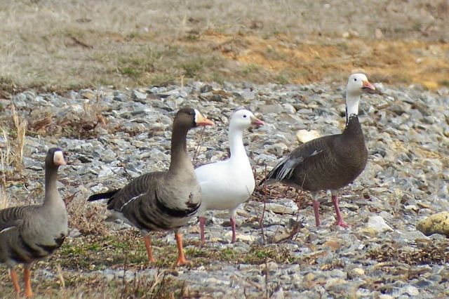 Greater White-fronted Geese, Ross's Goose, and blue-morph Snow Goose