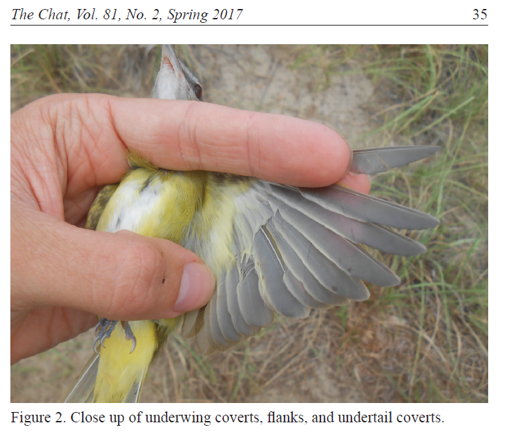 Birds Of North Carolina Chart