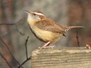 Carolina Wren