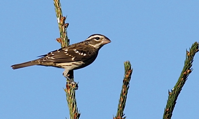 Birders at Ridge Junction