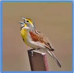 Dickcissel