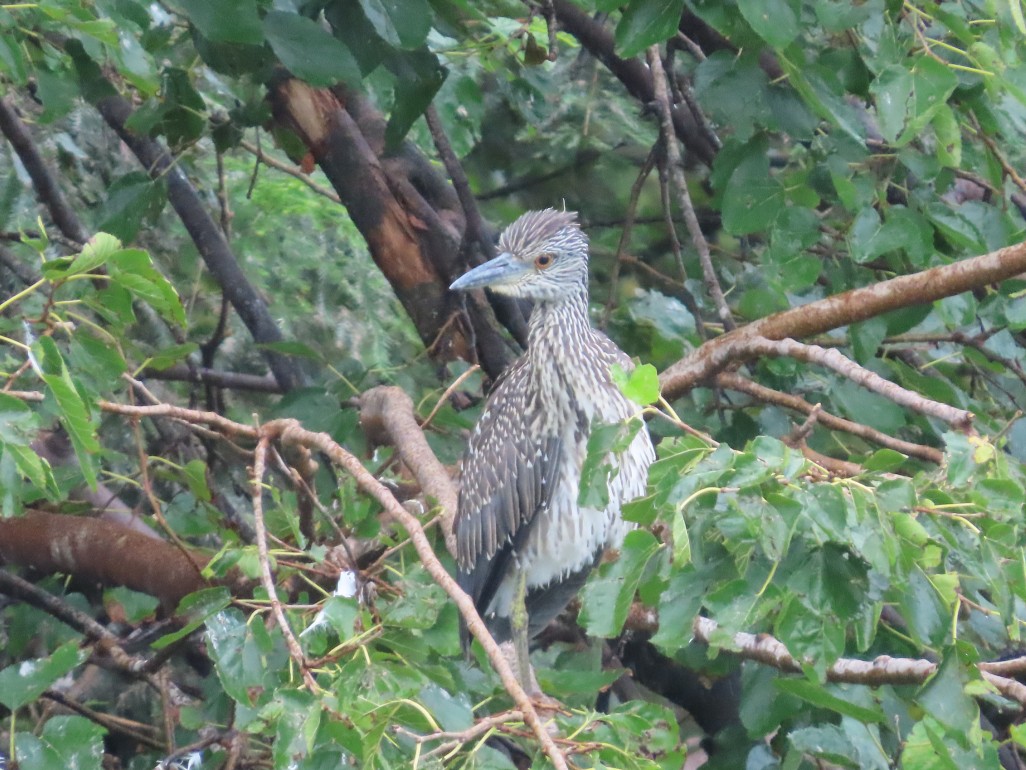 Yellow-crowned Night Heron