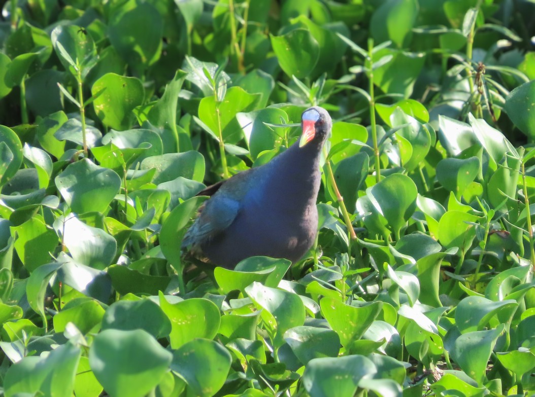 Purple Gallinule